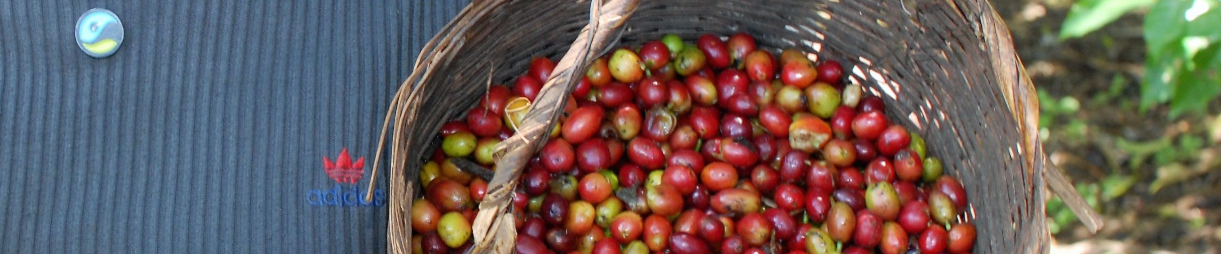 Why is Fairtrade necessary? Farming coffee without Fairtrade